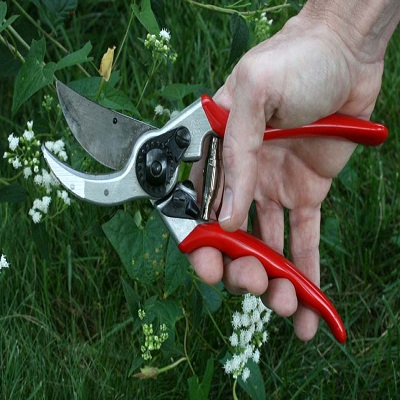 Pruning Tools & Supplies